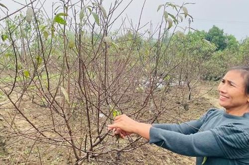 'Thủ phủ' đào phai ở Nghệ An vào vụ tuốt lá, chủ vườn tính ngày hoa nở đẹp nhất