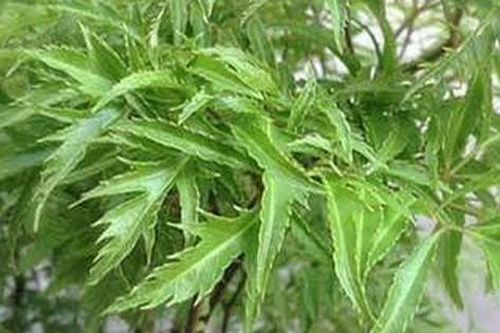 Phát hiện thêm nhiều tiềm năng chữa bệnh của cây đinh lăng