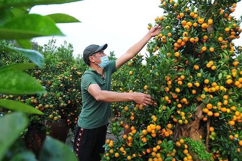Thời tiết thuận lợi, đào, quất dự báo được mùa dịp Tết