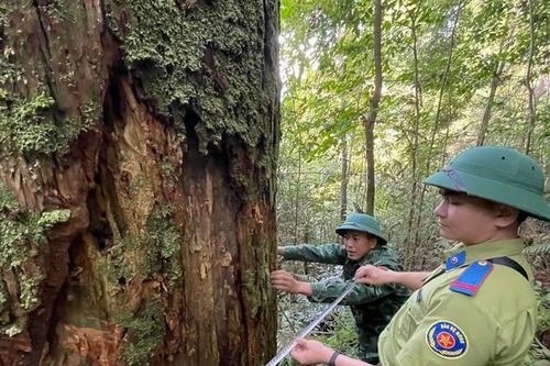 'Báu vật' giữa đại ngàn rừng nguyên sinh ở Nghệ An