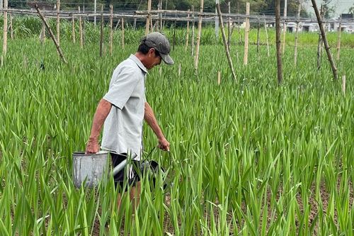 Thời tiết đang thuận lợi, người trồng hoa kỳ vọng vụ hoa Tết bội thu