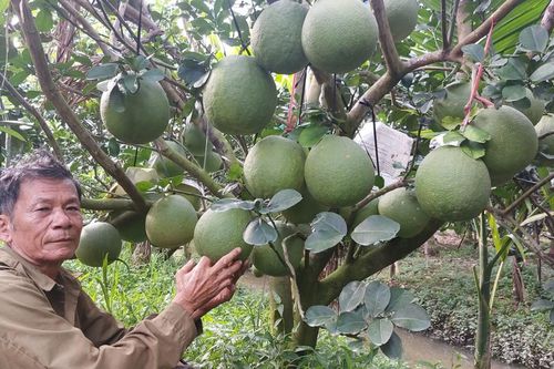 Nhà vườn Sóc Trăng sẵn sàng trái cây phục vụ Tết Nguyên đán