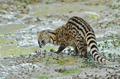 Loài thú tiết ra hương liệu 'quý như vàng', xuất hiện nhiều ở Việt Nam
