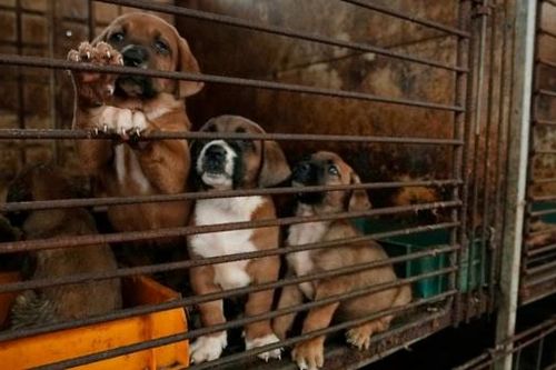 Hàn Quốc bỏ phiếu ủng hộ lệnh cấm lịch sử đối với ngành công nghiệp thịt chó