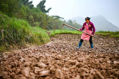 Sản lượng ngũ cốc, cây lấy dầu toàn cầu tăng hàng năm