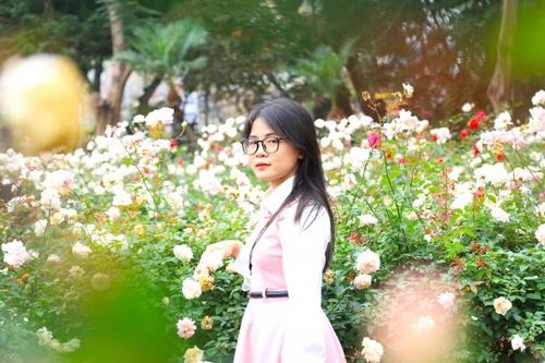 Vườn hoa hồng bung nở rực rỡ ở Công viên Thống Nhất thu hút khách chụp hình