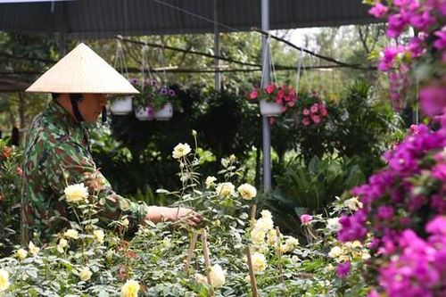 Cây cảnh lên chậu, hoa bung nụ hút khách mua chơi Tết