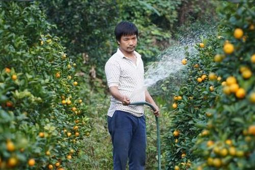 Mê mẩn vườn quất xứ Bắc trồng trên núi Hà Tĩnh của chàng kỹ sư bỏ phố về quê