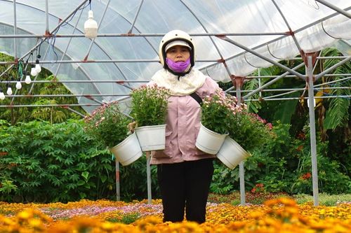 Làng hoa Tết nổi tiếng Đà Nẵng tất bật dịp cuối năm