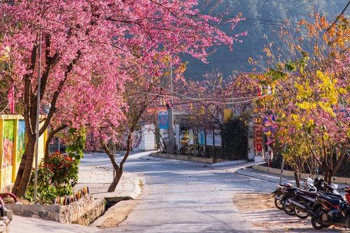 Mùa mai anh đào nhuộm hồng Lũng Cú, khách giơ máy có ngay ảnh 'nghìn like'