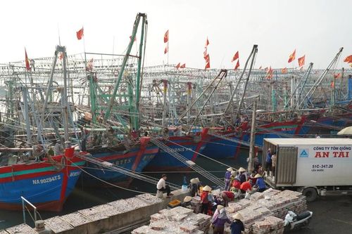 Ngư dân Nghệ An 'trúng đậm' cá cơm