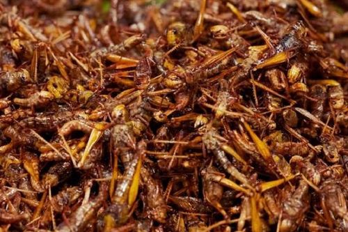 Tối nay ăn gì: Cho thứ này vào rang với châu chấu, lên tầm 'đặc sản' dân nhậu thích mê
