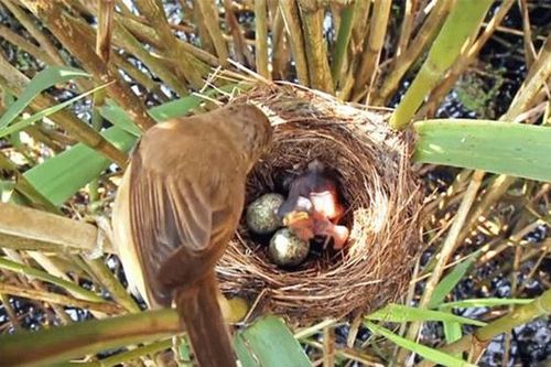 Thông tin về loài chim tàn độc, lưu manh nhất Việt Nam: Bà mẹ bạc tình và đứa con sát thủ