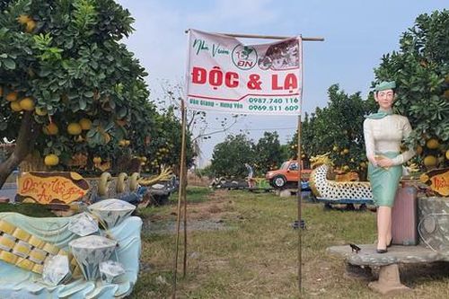 Vườn bưởi Tết cổ tích 'độc không đụng hàng' hút khách ở Hưng Yên