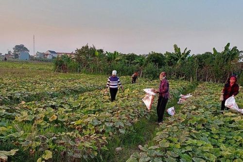 Thái Bình lan tỏa Mô hình sáng tạo 'Mượn ruộng trồng cây vụ đông gây quỹ Hội'