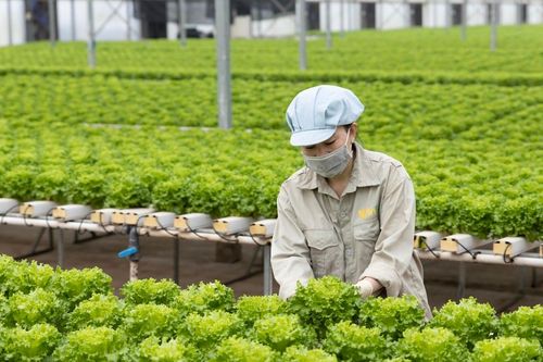 Top 10 loại rau tốt nhất thế giới gọi tên 'xà lách'