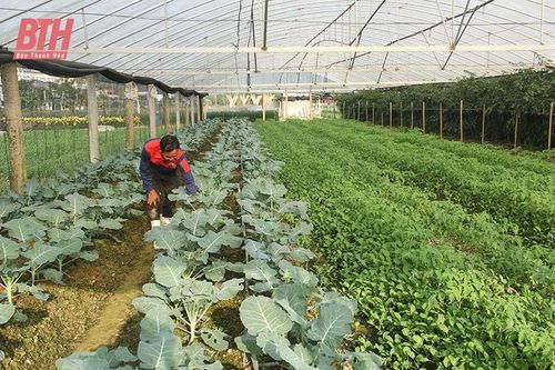 Làm giàu từ đồng đất quê hương