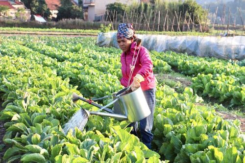 Nông dân tất bật chăm sóc rau vụ tết