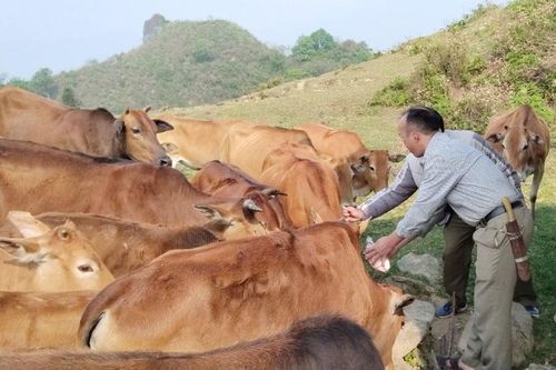 Tăng cường công tác phòng, chống dịch bệnh trên đàn gia súc, gia cầm
