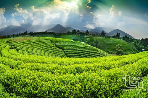 Liên kết sản xuất, tiêu thụ chè ở Đại Từ: Tăng sức cạnh tranh