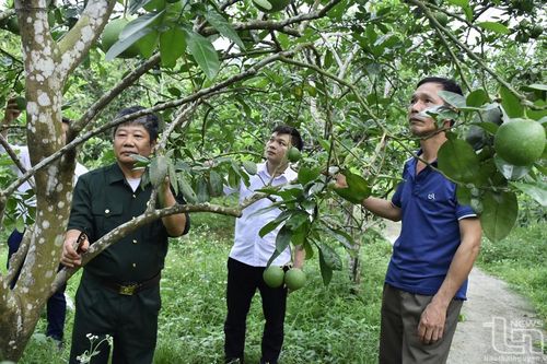 Đại Từ: Trên 63% số hộ hội viên cựu chiến binh có cuộc sống khá, giàu