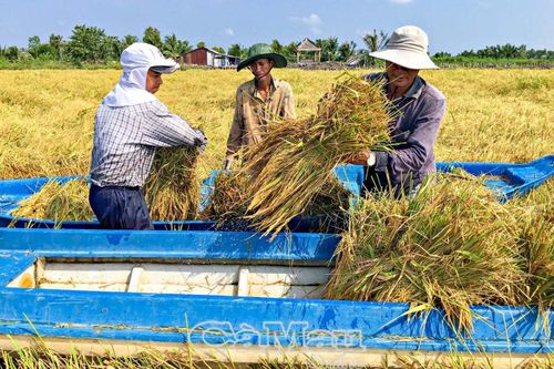 Thắng lớn vụ lúa - tôm - Xuân thêm rộn rã