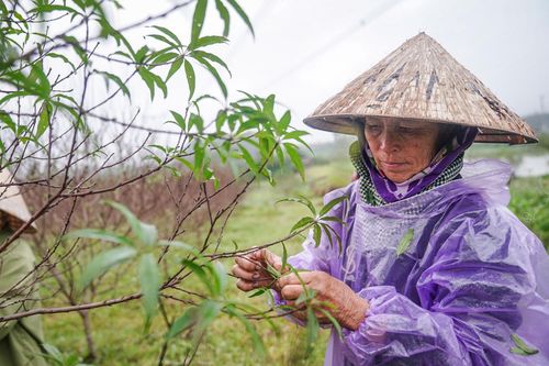 Nông dân Hà Tĩnh đội mưa 'thay áo' cho đào phai chờ đón vụ Tết
