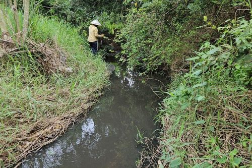 Nước thải từ trại nuôi hơn 20.000 con heo nhuộm đen suối đầu nguồn ở Phú Yên
