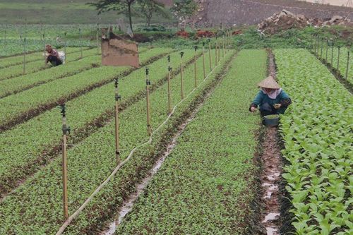Hà Nội làm tốt dự báo sinh vật hại trên cây trồng