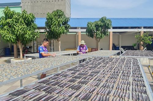 Làng khô xứ biển Miền Tây tất bật vào vụ Tết