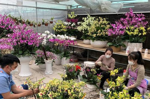 'Đột nhập' trang trại trồng lan lớn nhất Hạ Long