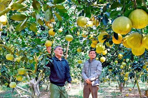 Tuyên Quang: Rực vàng mùa bưởi