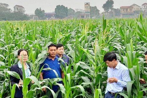 Hà Nội: Hướng phát triển kinh tế mới từ ngô sinh khối