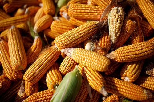 Giá ngô hồi phục nhẹ khi Nam Mỹ liên tục đẩy hàng ra thị trường