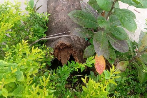 Phú Yên: Cây phượng ngã đổ, 3 học sinh bị thương