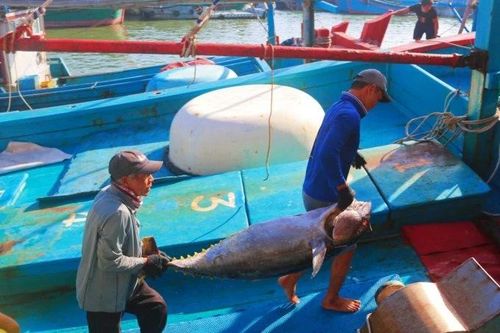Nhộn nhịp mùa câu cá ngừ đại dương