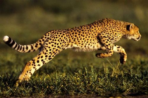 Top động vật chạy nhanh nhất hành tinh: Báo đốm không phải số 1!