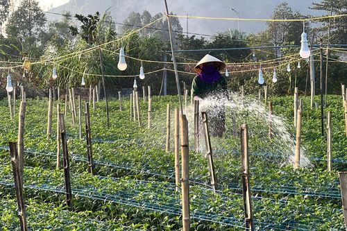 Làng hoa lớn nhất xứ Thanh tất bật vụ Tết