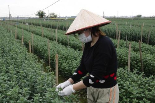 Nam Định: Làng hoa Mỹ Tân tất bật vào vụ Tết