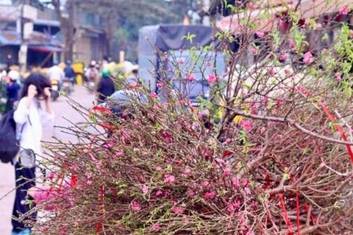 Đào Nhật Tân xuống phố, khoe sắc đón Tết sớm