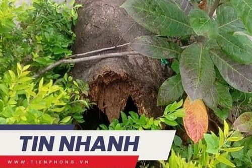 TIN NHANH: Cây phượng bật gốc đè 4 học sinh đang tập thể dục; Tai nạn liên hoàn 50 phương tiện trên cao tốc