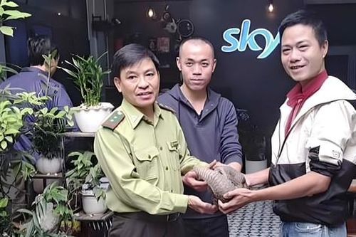 Giao nộp cá thể động vật hoang dã quý hiếm có hình thù lạ chạy lạc giữa phố
