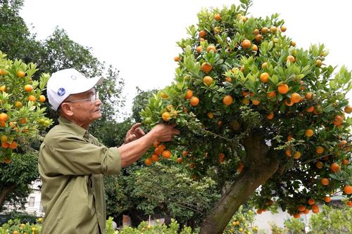 Khu vườn nửa tỷ của lão nông ghép quất cần thăng đầu tiên của Hà Nội