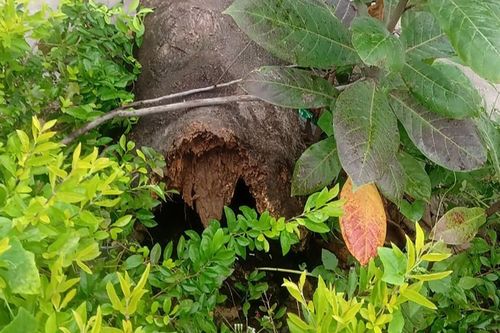 Phượng bật gốc đè 4 học sinh đang tập thể dục