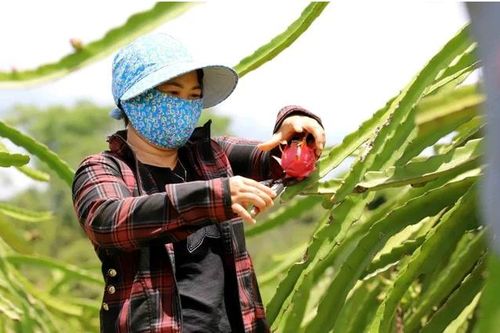 Thanh long Tiền Giang từng bước thâm nhập thị trường khó tính
