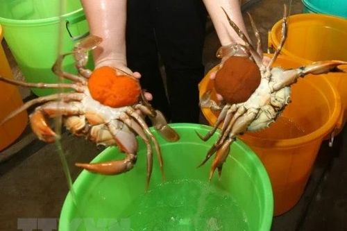Giá cua biển thương phẩm cuối vụ ở tỉnh Trà Vinh tăng cao từ đầu năm