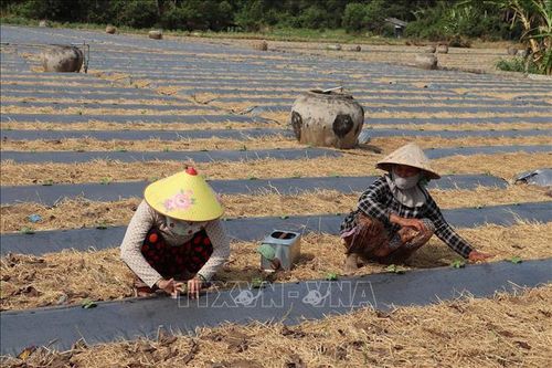 Tiền Giang xuống giống 23.700 ha rau màu phục vụ Tết