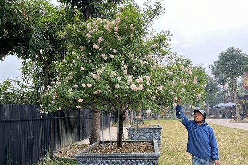 Cận cảnh những chậu hồng cổ siêu 'khủng', chủ vườn 'chỉ mong bán hòa vốn'