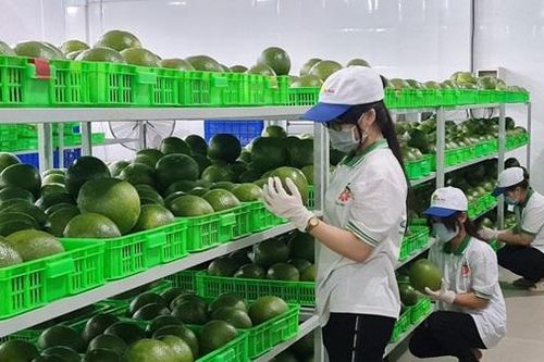 Công ty TNHH Green Powers: Lan tỏa hương bưởi Việt