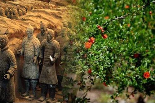 Cây lựu cách lăng Tần Thủy Hoàng 100 mét hé lộ bí ẩn khiến giới khoa học sửng sốt